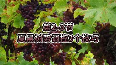 第2-3节-夏黑树势调控3个技巧