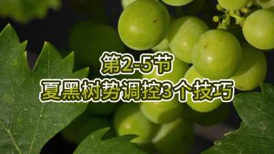 第2-5节-夏黑树势调控3个技巧