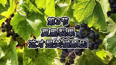 第3节-夏黑裂果，这才是关键原因