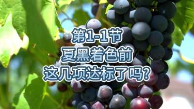第1-1节-夏黑着色前，这几项达标了吗？