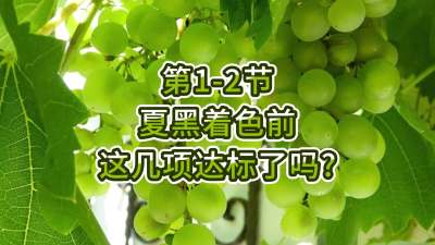 第1-2节-夏黑着色前，这几项达标了吗？