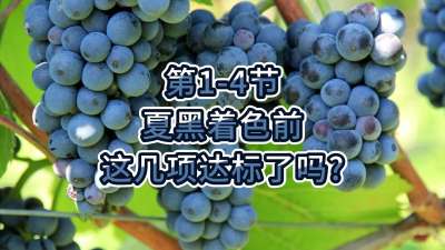 第1-4节-夏黑着色前，这几项达标了吗？