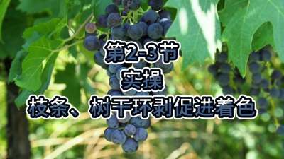 第2-3节-实操-枝条、树干环剥促进着色