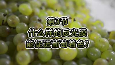 第3节-什么样的反光膜能促进葡萄着色？