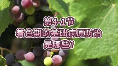 第4-1节-着色期的基础病原防治是哪些？