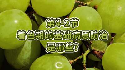 第4-2节-着色期的基础病原防治是哪些？