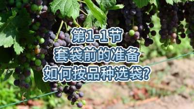 第1节-套袋前的准备-如何按品种选袋？