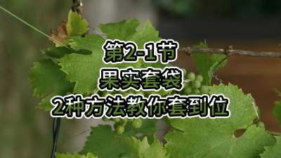 第2-1节-果实套袋-2种方法教你套到位