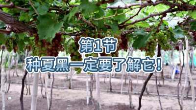 第1节-种夏黑一定要了解它！
