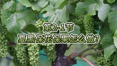 第2-1节-夏黑保花保果怎么做？