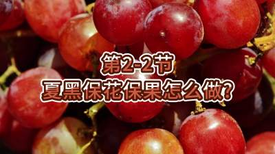 第2-2节-夏黑保花保果怎么做？