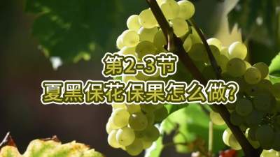 第2-3节-夏黑保花保果怎么做？