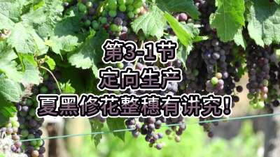 第3-1节-定向生产，夏黑修花整穗有讲究！