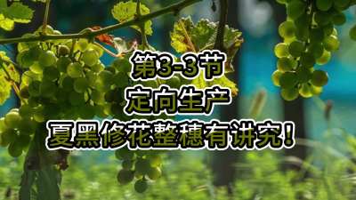 第3-3节-定向生产，夏黑修花整穗有讲究！