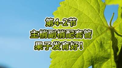 第4-2节-主梢副梢配套管，果子发育好！