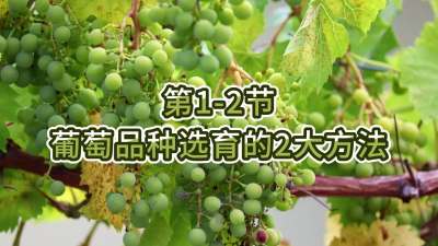 第1-2节-葡萄品种选育的2大方法