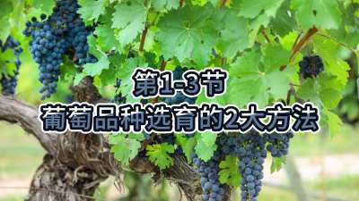 第1-3节-葡萄品种选育的2大方法
