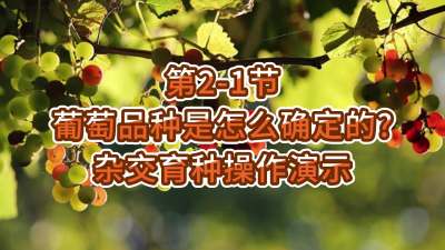 第2-1节-葡萄品种是怎么确定的？杂交育种操作演示