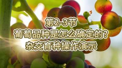 第2-3节-葡萄品种是怎么确定的？杂交育种操作演示