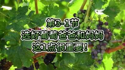 第3-1节-选好葡萄爸爸和妈妈，这1点很重要！