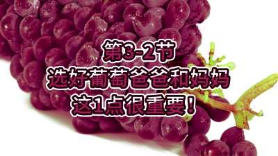第3-2节-选好葡萄爸爸和妈妈，这1点很重要！