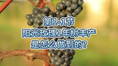 第1-1节-阳光玫瑰1年树丰产是怎么做到的？