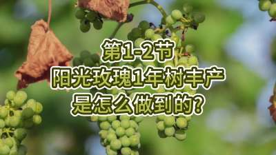 第1-2节-阳光玫瑰1年树丰产是怎么做到的？
