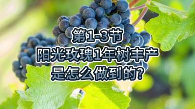 第1-3节-阳光玫瑰1年树丰产是怎么做到的？