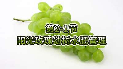 第2-1节-阳光玫瑰幼树水肥管理