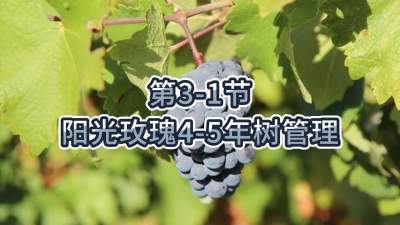 第3-1节-阳光玫瑰4-5年树管理