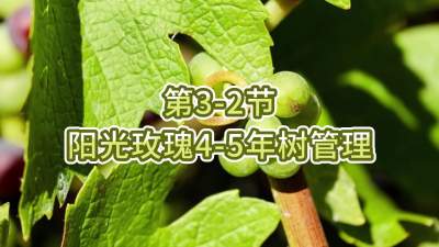 第3-2节-阳光玫瑰4-5年树管理