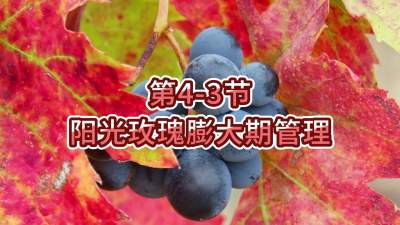第4-3节-阳光玫瑰膨大期管理