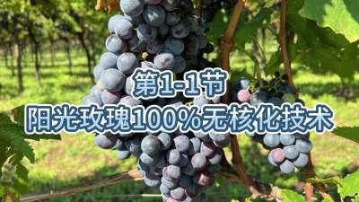 第1-1节-阳光玫瑰100%无核化技术