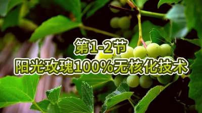 第1-2节-阳光玫瑰100%无核化技术