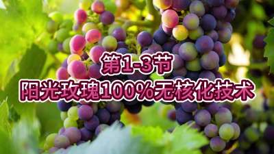 第1-3节-阳光玫瑰100%无核化技术