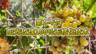 第1-4节-阳光玫瑰100%无核化技术