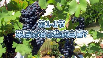 第1-1节-采后防治哪些病虫害？