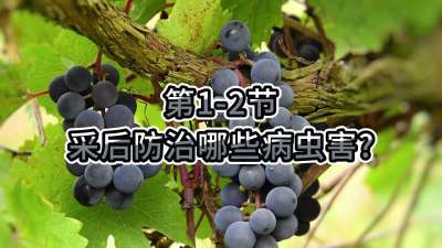 第1-2节-采后防治哪些病虫害？