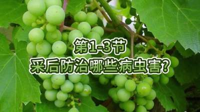 第1-3节-采后防治哪些病虫害？
