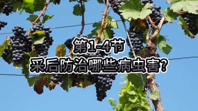 第1-4节-采后防治哪些病虫害？