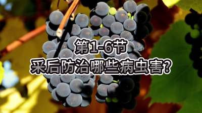 第1-6节-采后防治哪些病虫害？
