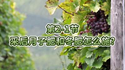 第2-1节-采后月子肥和冬肥怎么施？