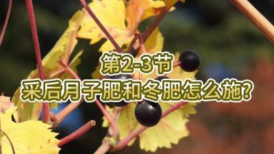 第2-3节-采后月子肥和冬肥怎么施？