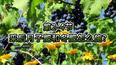 第2-4节-采后月子肥和冬肥怎么施？