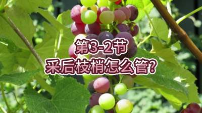 第3-2节-采后枝梢怎么管？