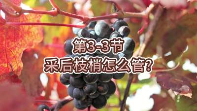 第3-3节-采后枝梢怎么管？