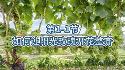 第1-1节-如何让阳光玫瑰开花整齐