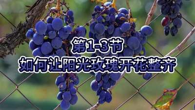 第1-3节-如何让阳光玫瑰开花整齐