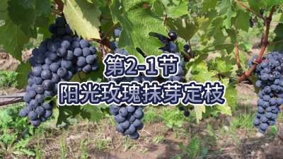 第2-1节-阳光玫瑰抹芽定枝
