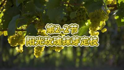 第2-2节-阳光玫瑰抹芽定枝